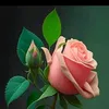 user7791035631507