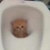 emilylovescats2.0