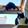 Kunfú y Pandito