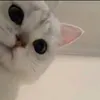 rifaaanih
