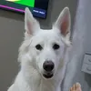 athenapastorsuico