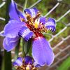 plantaspulentas