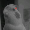 dyqce979p4dl