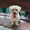 lucasthemaltipoo82