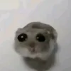xautraihh