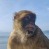 magicmonkey2023
