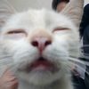 _tongtongtongsahur