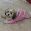 sky_theshihtzu0