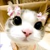 shining_jelina8