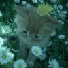 fw_sofi4
