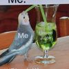 flipashytandbird