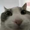 nekochannnn_