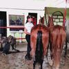 gustico_equino_