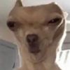luistheog29