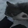 qwneformeow