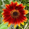 sunflowersunchild