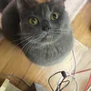 giuydux