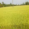 dhntnd1