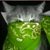 supercat755