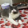 chukieandmeowfriend