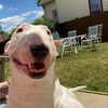 life_of4_dogs