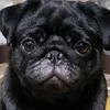 pug_baby7