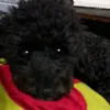 hockolu_la148