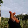 _lysi1