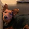 samlifeasadog