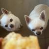 chihuahuas_stars