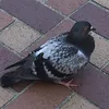 hato3810810