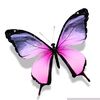 pink_morpho