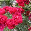 amor__fati1717