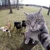 rocky_rokach8