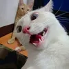 n_thikieunhi
