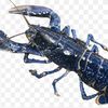 lobsterdarat