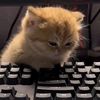usermrcatt