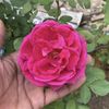 hady_456