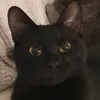 viktoriameoww