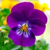 violetamagnifica