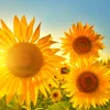 sonnenblume1972