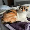 catdotgif