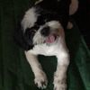 Manchitas El Shih Tzu