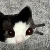_cnbh_