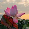 nhung.vu568