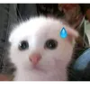 donotcrybae