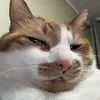 n4zzzz