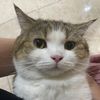 meotenka1