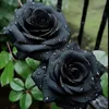 mawarhitam.083