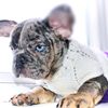frenchbuldogs1